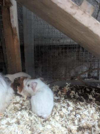 Image 2 of 8 week old guinea pig pups for sale