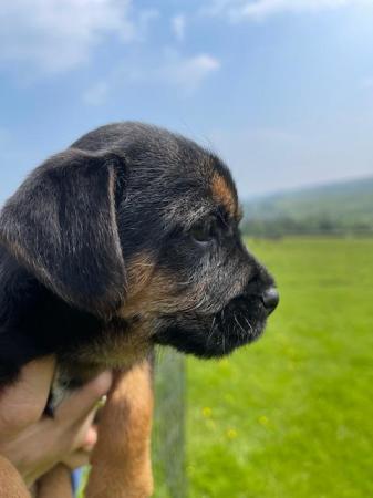 Image 4 of SLEM clear Border Terrier KC Registered puppies
