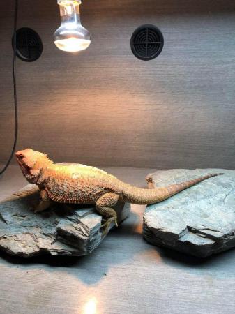 Image 5 of Female Bearded Dragon 2 years old