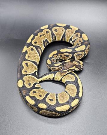 Image 7 of Royal/ Ball pythons available Adults/ Hatchlings from £35
