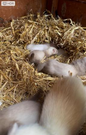 Image 4 of Baby Ferrets for sale male and female