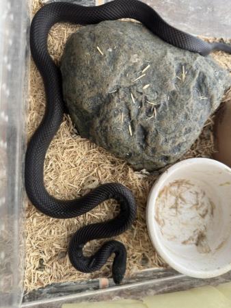 Image 4 of Mexican black king snake, male. 2 years