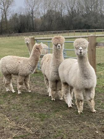 Image 1 of Alpacas looking for new caring homes.