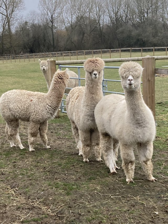 Preview of the first image of Alpacas looking for new caring homes..