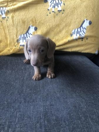 Image 7 of Gorgeous miniature smooth haired dachshund