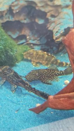 Image 4 of 2 month old pleco for rehoming