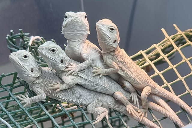 Image 4 of Baby Bearded Dragons various morphs