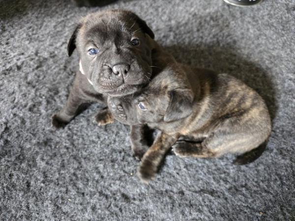 Image 6 of Gorgeous Blue Siras Staffie x Shar Pei pups for sale