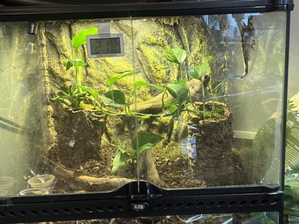 Image 5 of Male crested gecko including full bioactive setup
