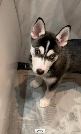Image 2 of Siberian Husky Puppy STOLEN / POSSIBLY RESOLD