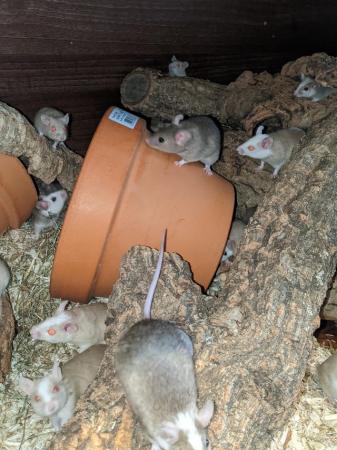 Image 3 of Frozen African soft furred rats (ASF)
