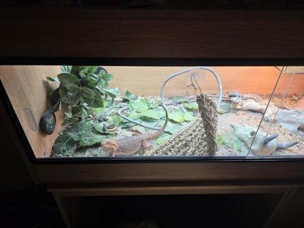 Image 2 of Hypo citrus bearded dragon with enclosure and substrate