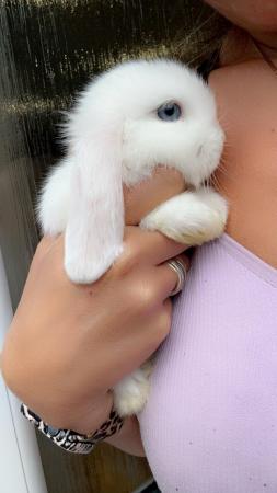 Image 10 of Pure bred mini lop bunny boy