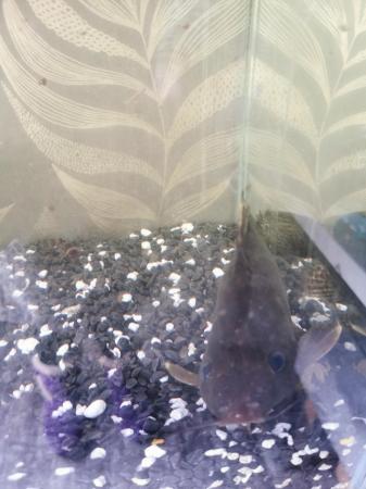 Image 1 of Approx 18 month old catfish
