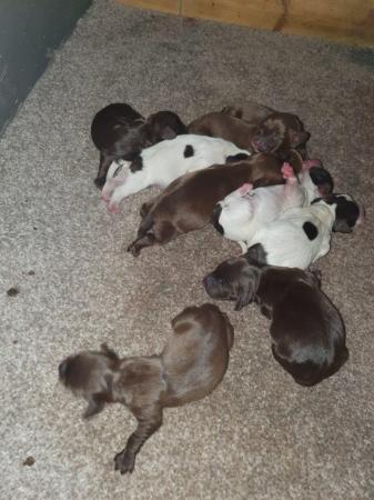 Image 2 of 8 week old mini dach x Springer spaniel pups