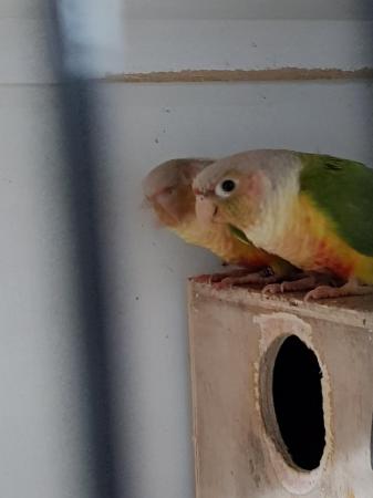 Image 3 of Breeding pairs of normal and pineapple conures