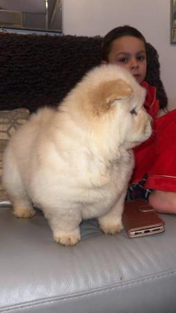Image 5 of Last beautiful female Chow chow puppy left