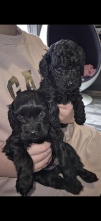 Image 2 of *Ready now* Stunning cockapoo 1 girl left