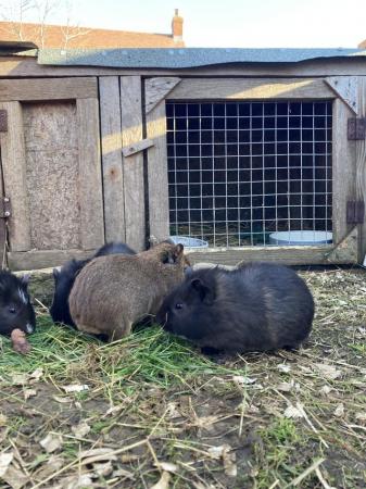 Image 7 of Beautiful baby guinea pigs for sale (boys ready now)