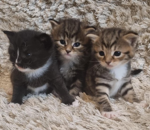 Preview of the first image of Beautiful main coon X kittens.