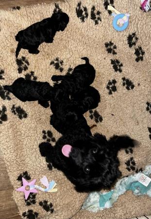 Image 10 of Ready this week!Stunning tiny cavapoo f1b puppies last2left