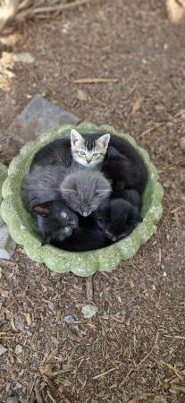 Image 1 of Gorgeous kittens looking for a loving home