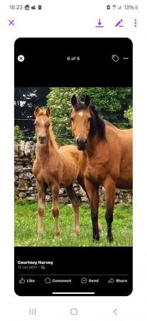 Image 3 of Brood mare Lady for sale