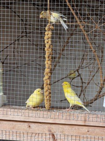 Image 1 of Goldfinch & Canaries one year old