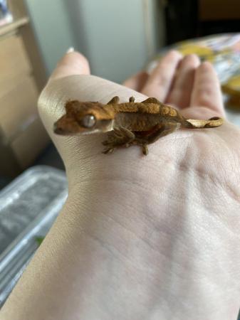 Image 3 of Baby Flame type Crested Gecko unsexed £30