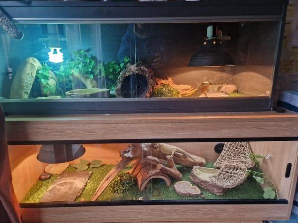 Image 5 of 2 x bearded dragons / male & female / brother & sister