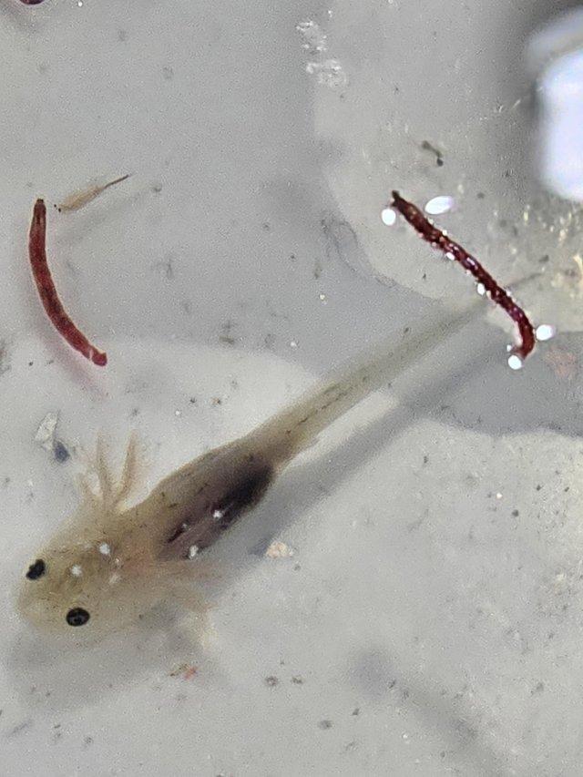 Preview of the first image of Pink & albino baby axolotl.