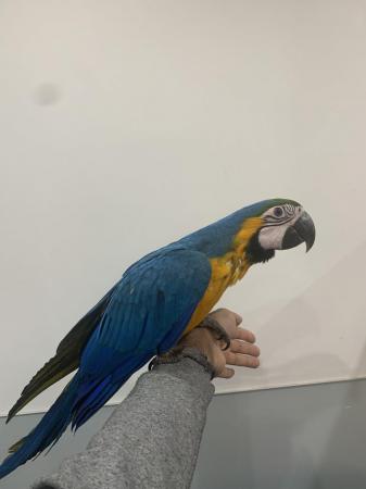 Image 8 of Baby HandReared Silly Tame Cuddly Blue & Gold Macaw