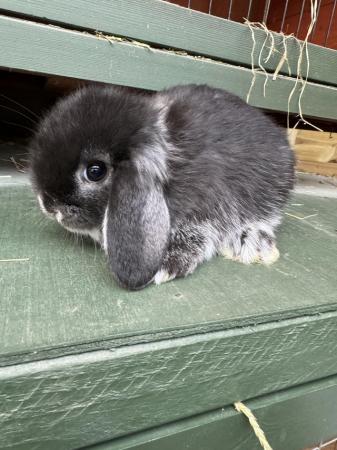 Image 6 of MINI LOP BUNNIES / 5 STAR HOMES ONLY