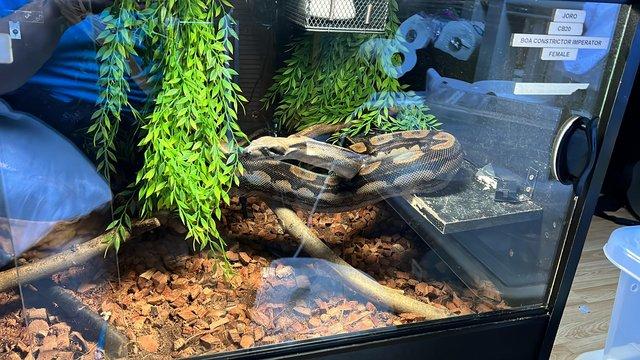 Image 2 of 3 year old BCI (Boa Constrictor Imperator) and 4x2x2 viv