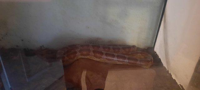 Image 5 of Adult corn snake for sale