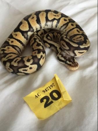 Image 8 of Male Super Pastel baby royal python