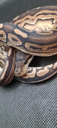 Image 11 of Royal /ball pythons available and male and female boas