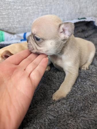 Image 5 of KC REGISTERED french bulldog puppies
