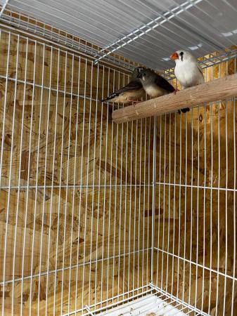 Image 5 of Zebra finches £5 each cocks and Hens available
