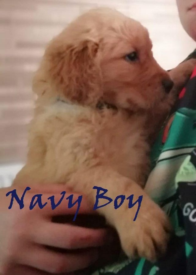 Preview of the first image of ??Golden Retriever Puppies Ready for Their Forever Homes! ??.