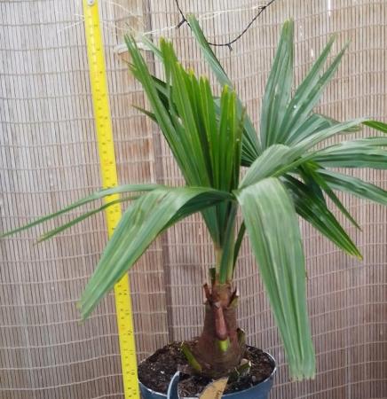 Image 6 of Palm Tree Windmill Hardy UK Grown Plant