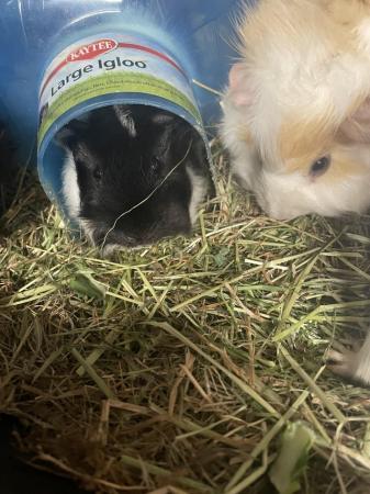 Image 4 of Young guinea pigs for sale. Boars and sows.