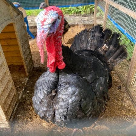 Image 2 of Turkeys - Slate Tom & Bronze hen
