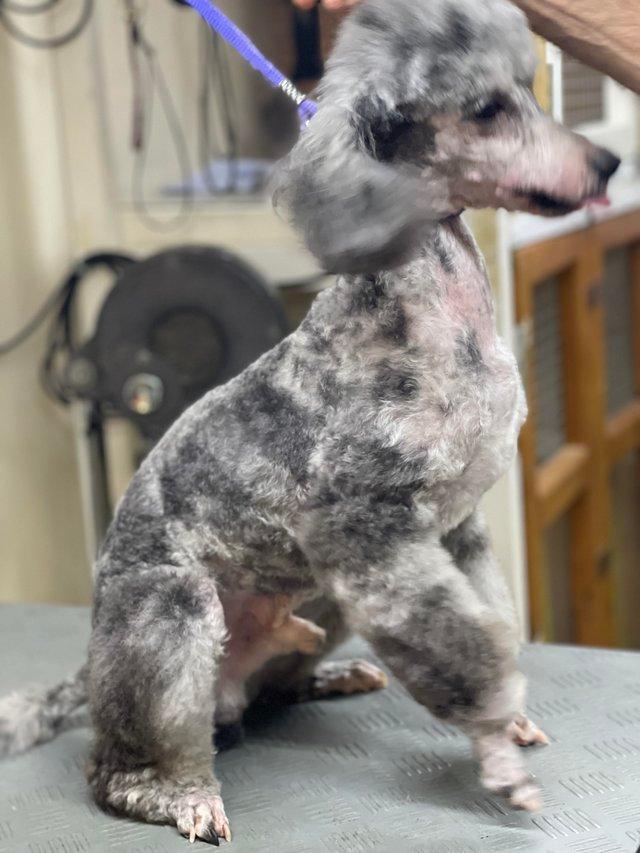 Preview of the first image of Beautiful Blue Merle miniature Poodle Stud dog.