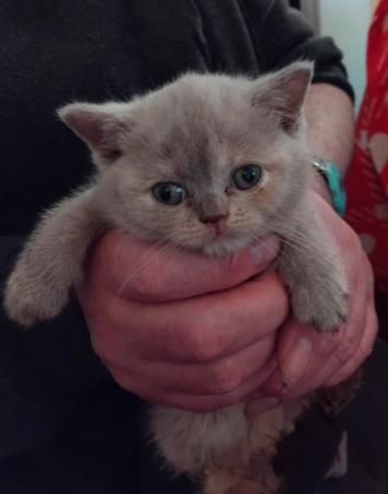 Image 3 of GCCF registered British Shorthair Kittens