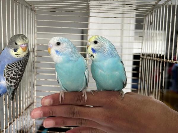 Image 7 of Super hand Tamed Baby Budgies for sale