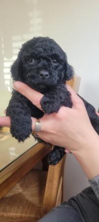 Image 12 of F1b shihpoo puppies 4 weeks old
