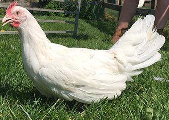 Image 2 of POL....CHICKENS......available now...(vaccinated)........