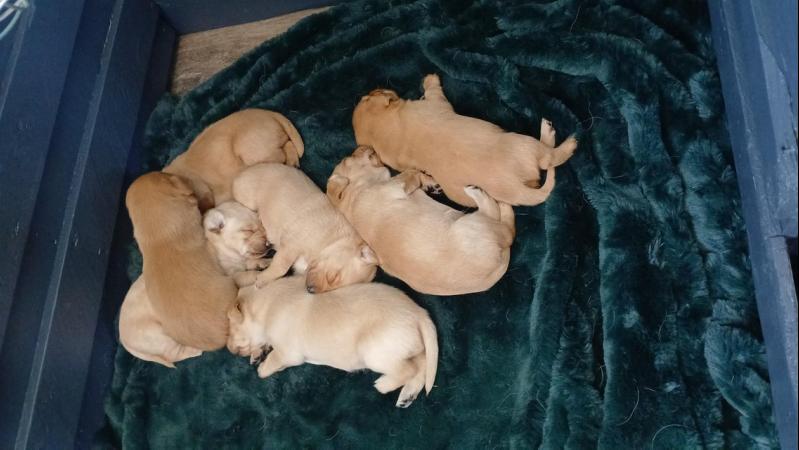 Image 9 of 6 health checkedfox red and yellowLabrador puppies