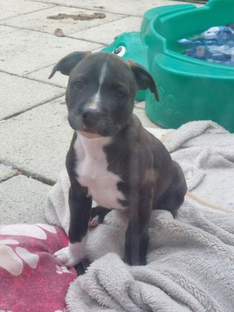 Image 14 of Beautiful Staffordshire bull terriers puppys